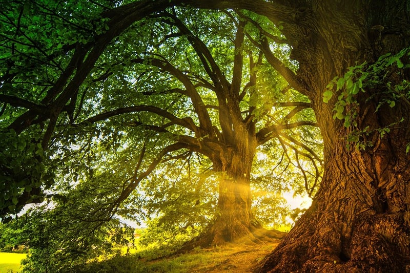 Enchanted relaxation oases