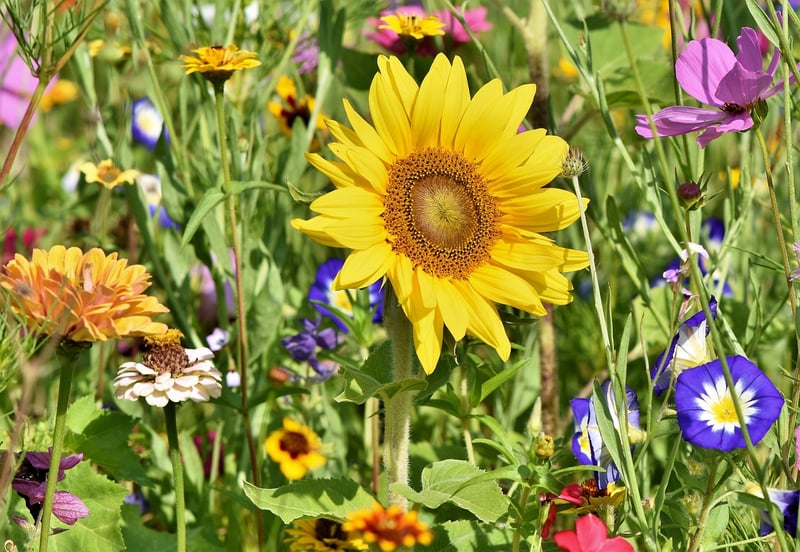 Small-Scale Garden