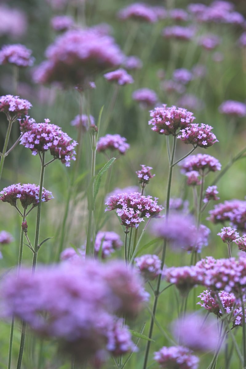 Whimsical Garden