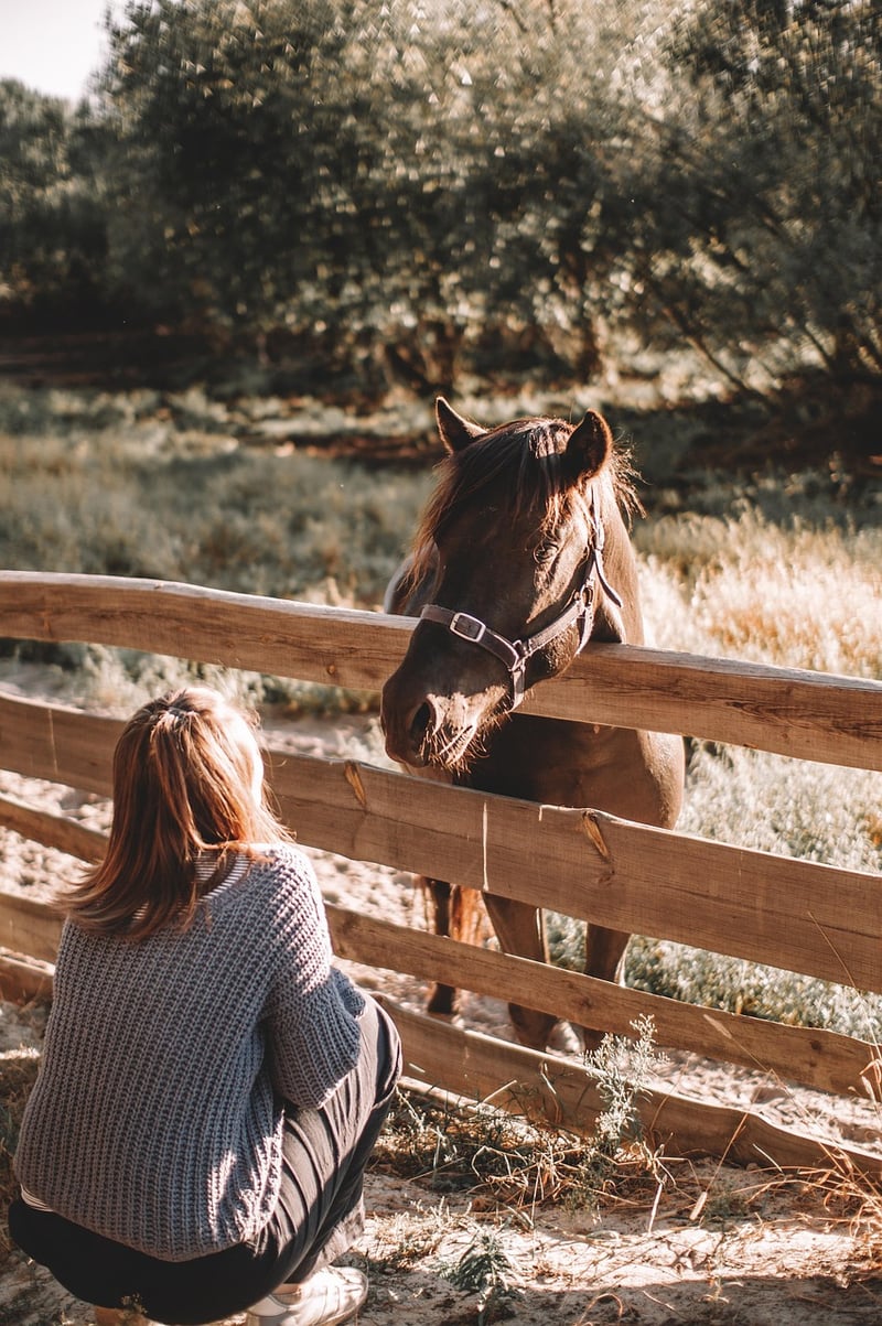 Horse Ranch